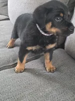 Daisy , a female Rottweiler for sale in Cincinnati, OH – Photo 1 of 4