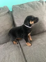 Daisy , a female Rottweiler for sale in Cincinnati, OH – Photo 3 of 4