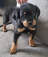 Chip, a male Rottweiler for sale in Cincinnati, OH – Photo 3 of 4