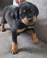 Chip, a male Rottweiler for sale in Cincinnati, OH – Photo 4 of 4