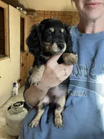 Rambo, a male Miniature Dachshund for sale in Osceola, MO – Photo 2 of 3