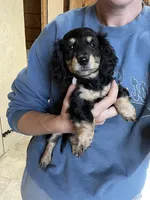 Rambo, a male Miniature Dachshund for sale in Osceola, MO – Photo 3 of 3