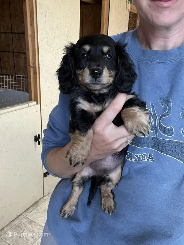 Rambo – Miniature Dachshund puppy for sale in Osceola, MO