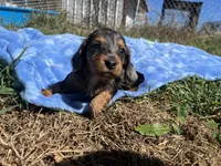 Rylee , a  Miniature Dachshund for sale in Osceola, MO – 6 of 6