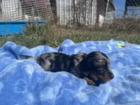 Kalli , a  Miniature Dachshund for sale in Osceola, MO – 5 of 5