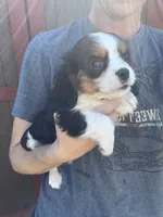 Rebel, a male Cavalier King Charles Spaniel for sale in Osceola, MO – 4 of 6