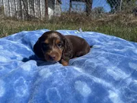 Isabell , a  Miniature Dachshund for sale in Osceola, MO – 6 of 6