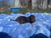 Leo, a  Miniature Dachshund for sale in Osceola, MO – 6 of 6
