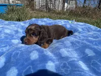 Isabell , a  Miniature Dachshund for sale in Osceola, MO – 5 of 6