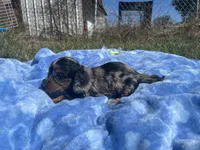Kalli , a  Miniature Dachshund for sale in Osceola, MO – 2 of 5