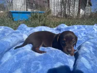 Leo, a  Miniature Dachshund for sale in Osceola, MO – 3 of 6