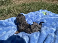 Rylee , a  Miniature Dachshund for sale in Osceola, MO – 2 of 6