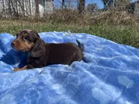 Isabell , a  Miniature Dachshund for sale in Osceola, MO – 2 of 6