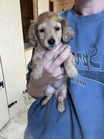 Peaches , a female Miniature Dachshund for sale in Osceola, MO – Photo 1 of 3