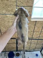 Peaches , a female Miniature Dachshund for sale in Osceola, MO – Photo 3 of 3