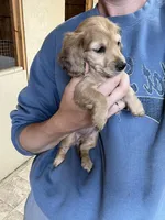 Peaches , a female Miniature Dachshund for sale in Osceola, MO – Photo 2 of 3