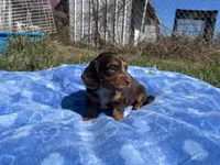 Isabell , a  Miniature Dachshund for sale in Osceola, MO – 3 of 6