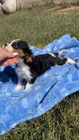 Rebel, a male Cavalier King Charles Spaniel for sale in Osceola, MO – 6 of 6