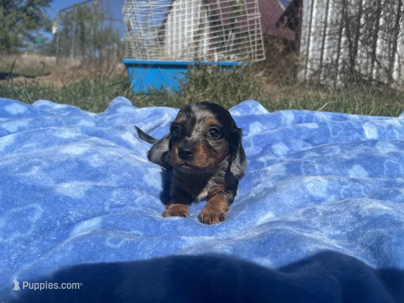 Kalli  – Miniature Dachshund puppy for sale in Osceola, MO
