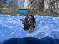 Kalli , a  Miniature Dachshund for sale in Osceola, MO – 1 of 5