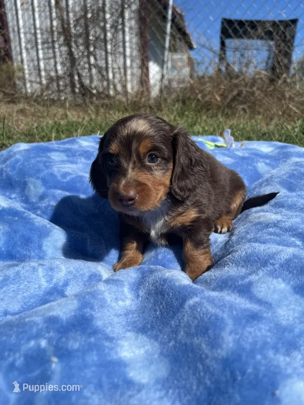 Isabell  – Miniature Dachshund puppy for sale in Osceola, MO