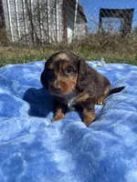Isabell , a  Miniature Dachshund for sale in Osceola, MO – 1 of 6