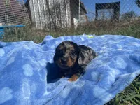 Kalli , a  Miniature Dachshund for sale in Osceola, MO – 4 of 5