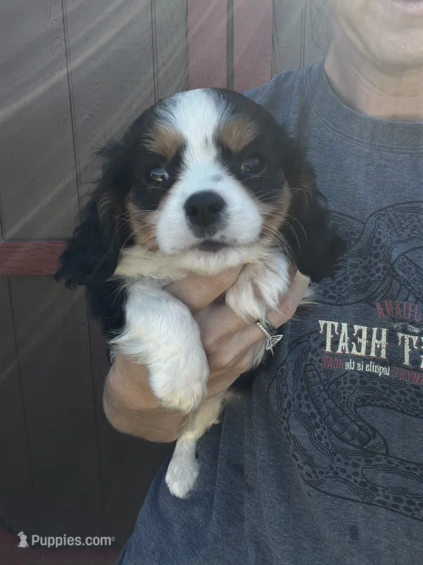 Rebel – Cavalier King Charles Spaniel puppy for sale in Osceola, MO