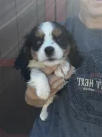Rebel, a male Cavalier King Charles Spaniel for sale in Osceola, MO – 1 of 6