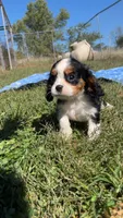 Rebel, a male Cavalier King Charles Spaniel for sale in Osceola, MO – 3 of 6