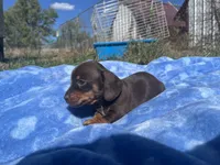 Leo, a  Miniature Dachshund for sale in Osceola, MO – 5 of 6