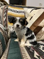 Rose, a female Yorkshire Terrier for sale in Osceola, MO – Photo 1 of 6