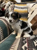 Rose, a female Yorkshire Terrier for sale in Osceola, MO – Photo 2 of 6