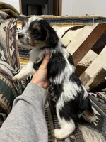 Rose, a female Yorkshire Terrier for sale in Osceola, MO – Photo 6 of 6