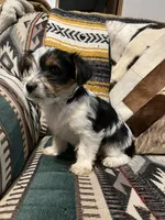 Rose, a female Yorkshire Terrier for sale in Osceola, MO – Photo 5 of 6