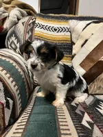 Rose, a female Yorkshire Terrier for sale in Osceola, MO – Photo 3 of 6