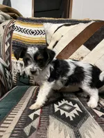 Rose, a female Yorkshire Terrier for sale in Osceola, MO – Photo 4 of 6