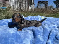 Rylee , a  Miniature Dachshund for sale in Osceola, MO – 4 of 6