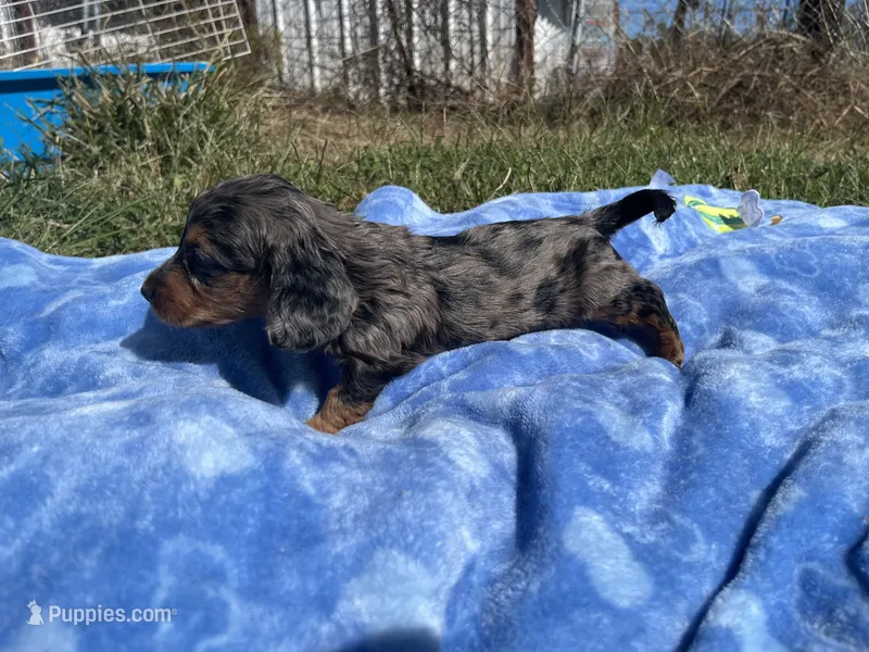 Rylee  – Miniature Dachshund puppy for sale in Osceola, MO