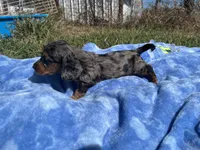 Rylee , a  Miniature Dachshund for sale in Osceola, MO – 1 of 6