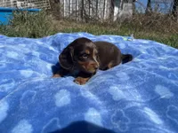 Isabell , a  Miniature Dachshund for sale in Osceola, MO – 4 of 6