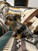 Tommy, a male Yorkshire Terrier for sale in Osceola, MO – Photo 4 of 8