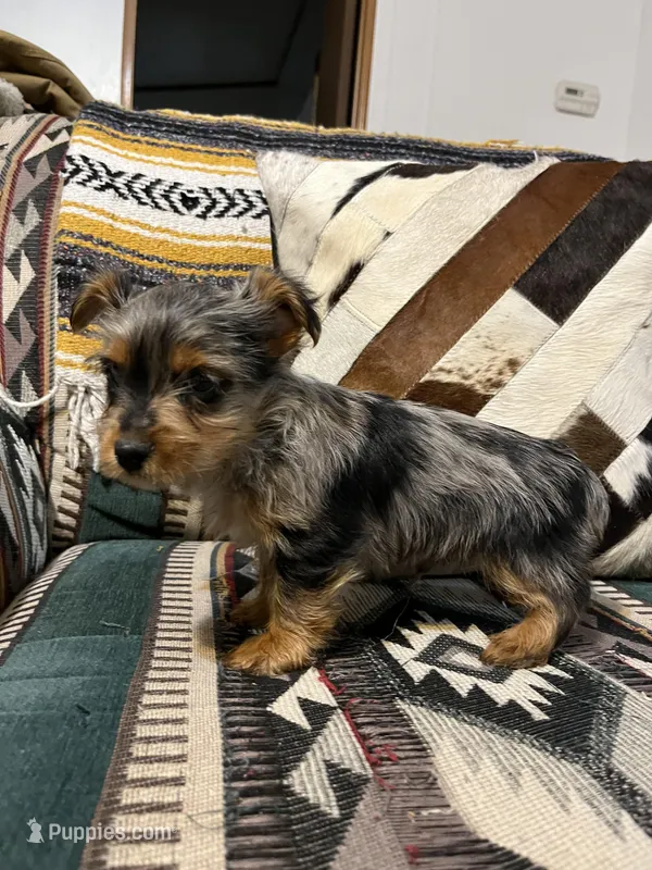 Tommy – Yorkshire Terrier puppy for sale in Osceola, MO