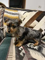 Tommy, a male Yorkshire Terrier for sale in Osceola, MO – Photo 1 of 8