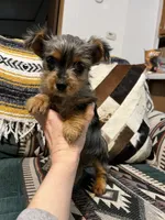 Tommy, a male Yorkshire Terrier for sale in Osceola, MO – Photo 2 of 8
