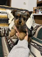 Tommy, a male Yorkshire Terrier for sale in Osceola, MO – Photo 7 of 8