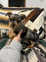 Tommy, a male Yorkshire Terrier for sale in Osceola, MO – Photo 6 of 8