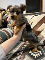 Tommy, a male Yorkshire Terrier for sale in Osceola, MO – Photo 3 of 8