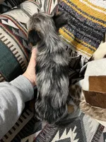 Tommy, a male Yorkshire Terrier for sale in Osceola, MO – Photo 8 of 8