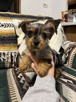 Tommy, a male Yorkshire Terrier for sale in Osceola, MO – Photo 5 of 8
